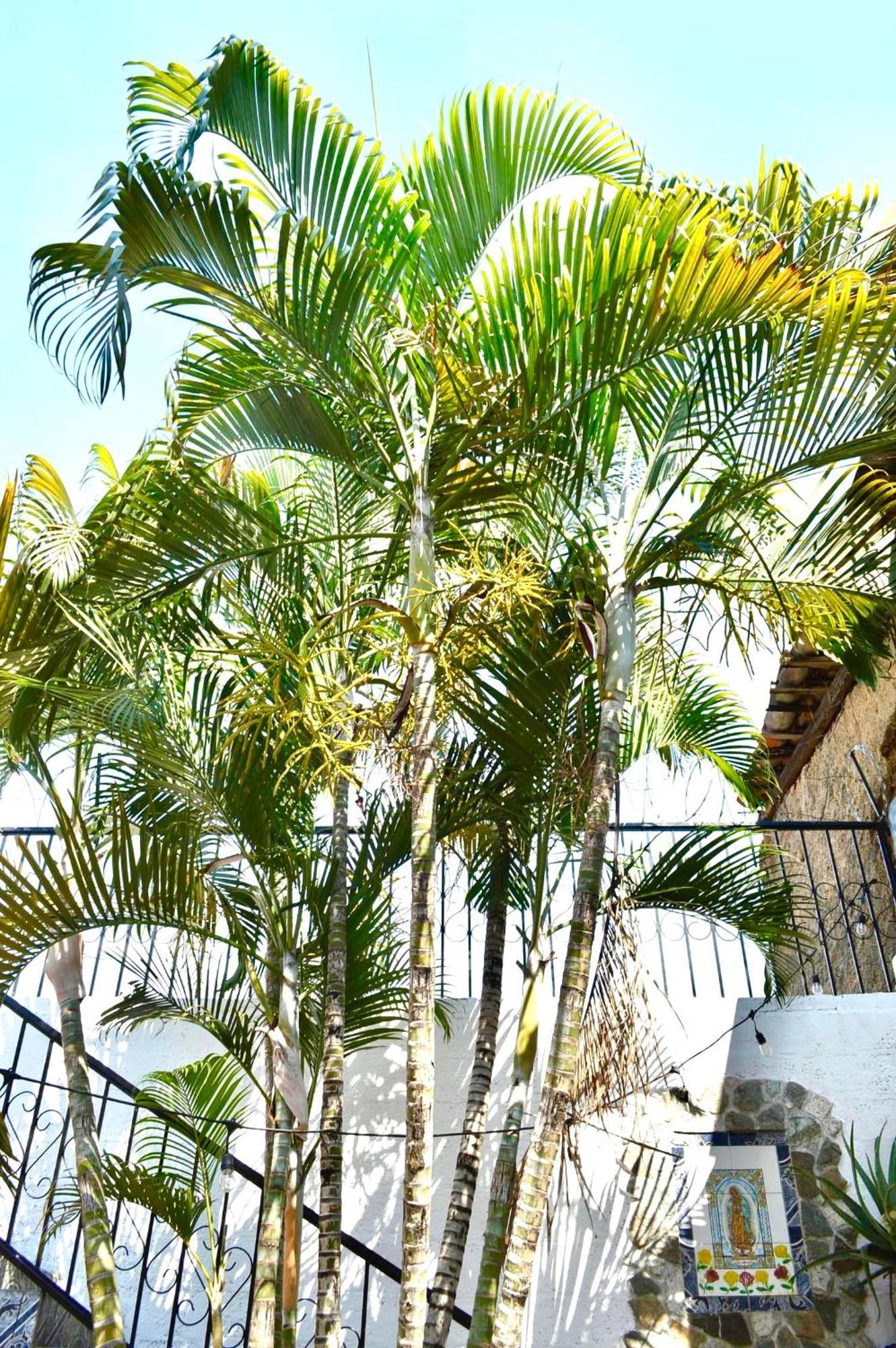 סנטה אנה Casa Coco Hostel מראה חיצוני תמונה
